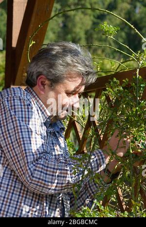 Middle-aged gardener works on the branches on the pergola on a sunny day Stock Photo