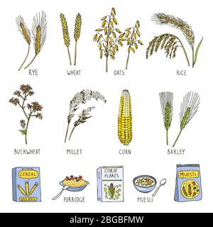 Colored illustrations of cereals. Vector pictures in hand drawn style Stock Vector