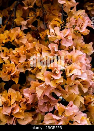 Yellow pink Bougainvillia flowers ideal as floral background wallpaper Stock Photo