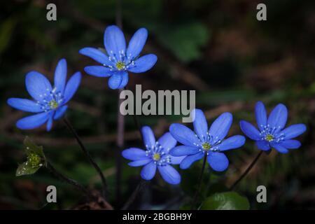 Liverwort flower, Anemone hepatica, in a forest at the Island Jeløy, Moss kommune, Norway. Stock Photo