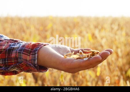 Harvest ready soy pods in farmer hands on field background evening sunset time Stock Photo