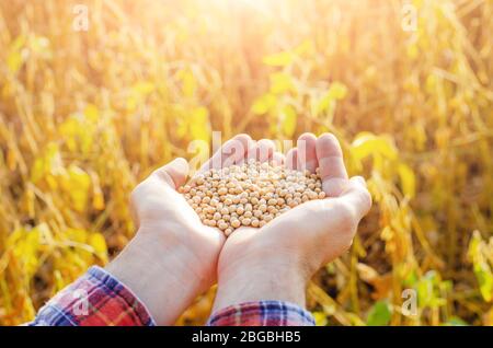 Handful of Soy beans in farmer hands on field background evening sunset time Stock Photo