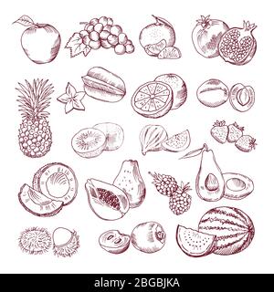 Fresh and juicy fruits. Vector hand drawn illustration isolate on white background. Doodle pictures set Stock Vector
