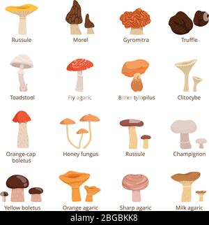 Natural fresh food. Different mushrooms. Truffles slippery chanterelle and others. Vector illustrations in cartoon style Stock Vector