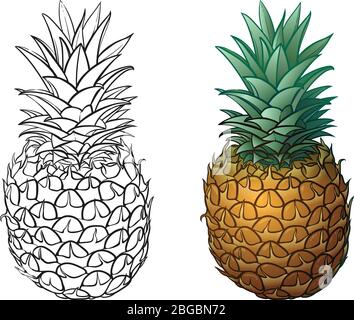 Hand drawn pineapple plus color. Vector illustrations on white background Stock Vector