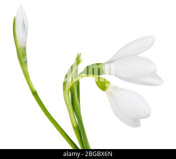 Beautiful snowdrops, isolated on white Stock Photo