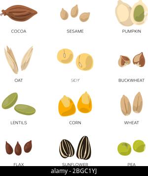 Illustration of different seeds isolate on white background. Vector icons set Stock Vector