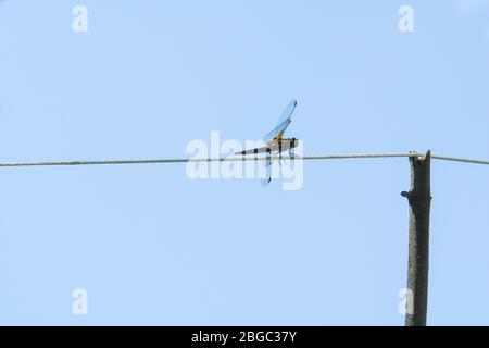 Dragonfly on a rope against the blue sky Stock Photo
