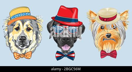 Set of hipster dogs in hats and bow ties. Caucasian Shepherd Dog, black Labrador Retriever in glasses and Yorkshire Terrier in Straw boater. Stock Vector