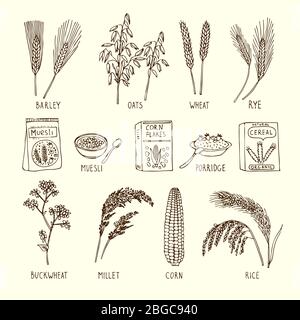 Vector set of different cereals. Muesli, wheat, rice and others. Hand drawn illustrations Stock Vector