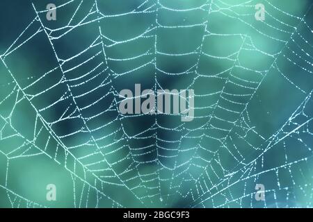 Spider web close up with dew drops on blue teal background Stock Photo