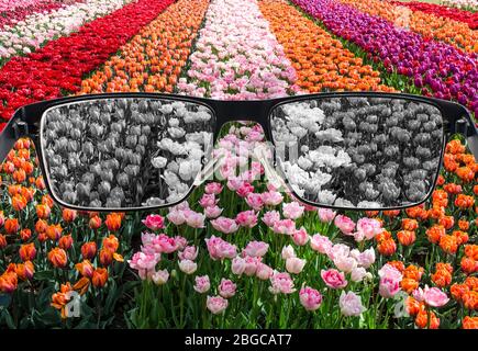 Looking through glasses to bleach nature landscape - tulips field. Color blindness. World perception during depression. Medical condition. Stock Photo