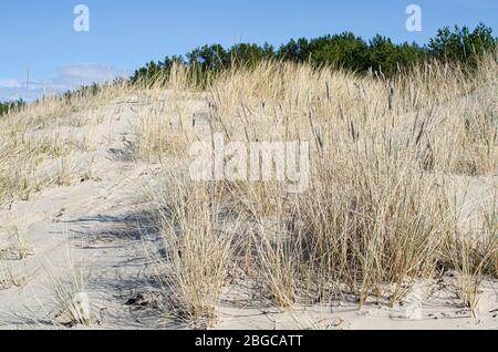 Yellow grass growing on the beach in Jurmala, Latvia. Baltic sea coast flora. Stock Photo