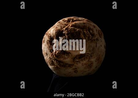 whole isolated celeriac or celery root   studio set and lighting.  knob celery, turnip rooted celery.  close up detailed image with copy space Stock Photo