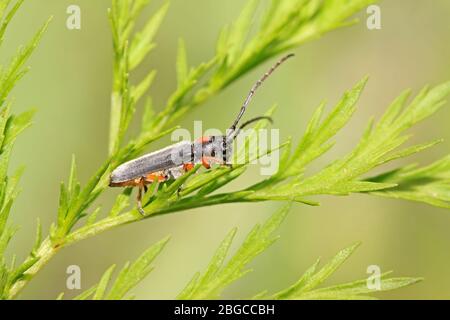 a kind of coleoptera cerambycidae insects, this insect with large ...