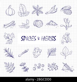 Hand drawn spices and herbs big set on notebook page. Herb and spice natural, leaf aroma parsley, rosemary and ginger. Vector illustration Stock Vector