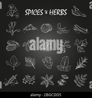 Sketch spices and herbs collection on chalkboard background. Vector illustration Stock Vector