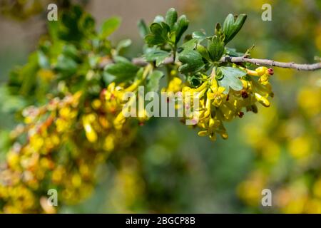 Flowers of golden currant at spring Stock Photo