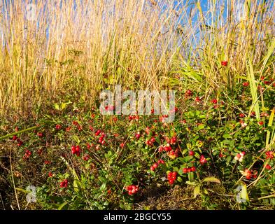 Growing European lingonberries ( Vaccinium vitis-idaea ) at Autumn , Finland Stock Photo
