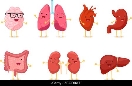 Cute cartoon healthy human anatomy internal organ character set with brain lung intestine heart kidney liver and stomach mascots. Vector isolated eps illustration Stock Vector