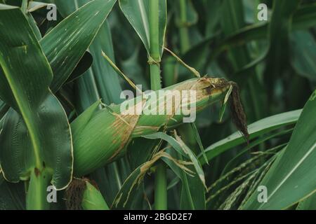 Corn cob in husk, ripening maize crop ear in field Stock Photo