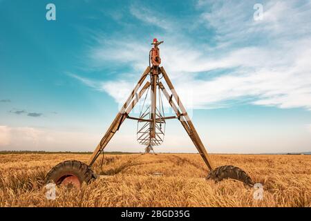 Automated farming irrigation machinery with sprinklers in cultivated ripe barley field for watering crops Stock Photo