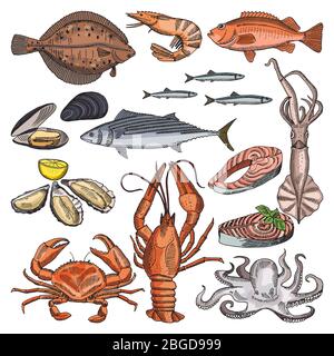 Illustrations of sea food products for gourmet menu. Vector pictures of squid, oyster and different fishes Stock Vector