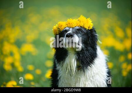 Old black and white border collie with dandelions. Dog with wreath of flowers. Stock Photo