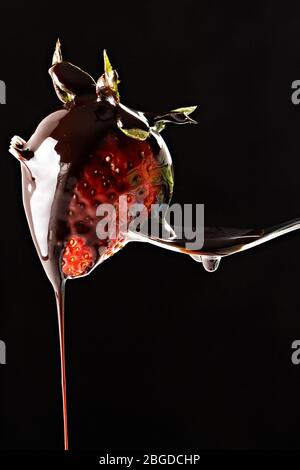 Strawberry pricked on a fork with liquid chocolate falling on black background. Stock Photo