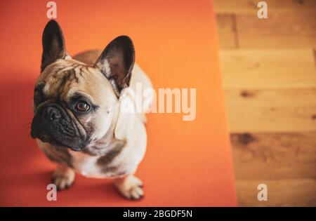 French Bulldog puppy sitting on yoga mat shot above with copy-space. Stock Photo