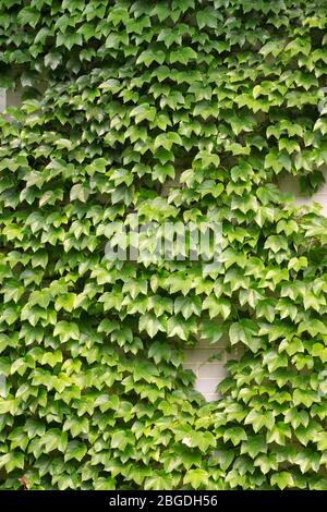 ivy leaves on the wall , can be used as Chinese herbal medicines. Stock Photo