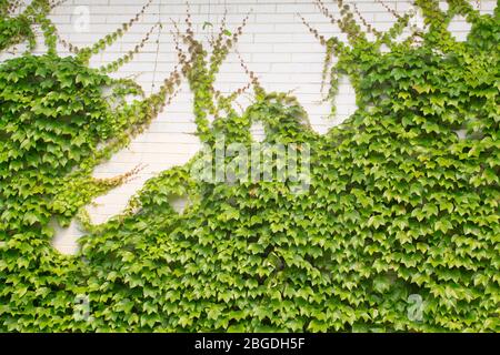 ivy leaves on the wall , can be used as Chinese herbal medicines. Stock Photo