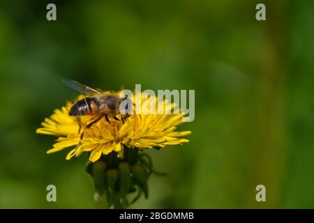 An insect hoverflies sits on a dandelion flower and collect nectar. The background is blurred. Close-up. Free space for your text or image. Stock Photo