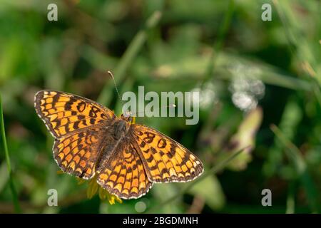 Butterfly Argynnis paphia sits on a yellow flower with its wings down. Blurred green background. Close-up. A high resolution. Free space for your text Stock Photo