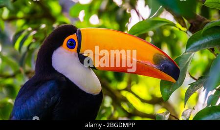closeup portrait of the face of a toco toucan, tropical bird specie from America Stock Photo