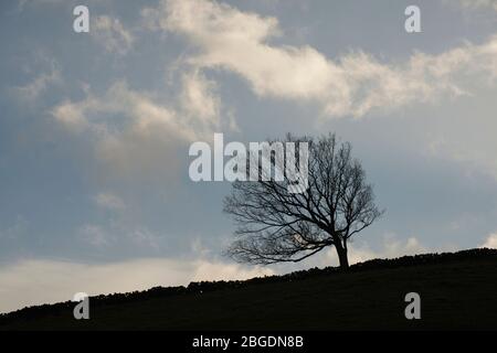 Single tree in silhouette with sloping dry stone wall and passing small wispy clouds against a blue sky in winter Stock Photo
