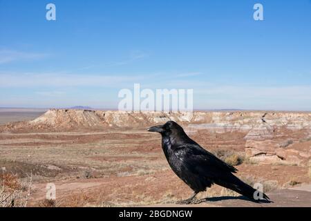 Raven overlooking desert in Petrified Forest National Park in Arizona USA Stock Photo