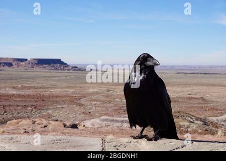 Raven overlooking desert in Petrified Forest National Park in Arizona USA Stock Photo