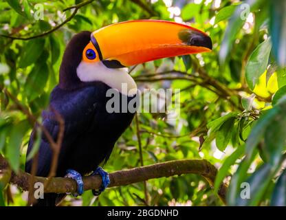 beautiful portrait of a toco toucan sitting in a tree, tropical bird specie from America Stock Photo