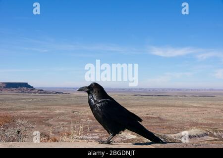 Raven overlooking desert in Petrified Forest National Park in Arizona USA Stock Photo