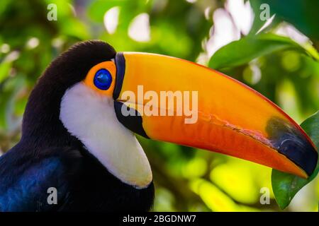 portrait of a toco toucan with its face in closeup, beautiful tropical bird specie from America Stock Photo