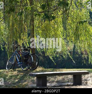 Two cycles with panniers resting together against a willow tree with a wooden bench in the foreground Stock Photo