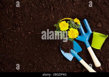 Gardening tools on fertile soil texture background seen from above, top view. Gardening or planting concept. Stock Photo