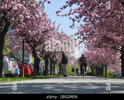 21 April 2020, Brandenburg, Frankfurt (Oder): Ornamental cherries blossom in the northern residential area of the German-Polish border town. With their pale pink shining blossoms, ornamental cherries are certainly among the highlights of spring. Photo: Patrick Pleul/dpa-Zentralbild/ZB Stock Photo