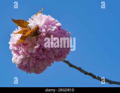 21 April 2020, Brandenburg, Frankfurt (Oder): An ornamental cherry blossoms in front of a blue sky over the German-Polish border town. With their pale pink shining blossoms, ornamental cherries are certainly among the highlights of spring. Photo: Patrick Pleul/dpa-Zentralbild/ZB Stock Photo