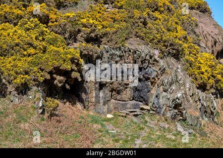 SUNNYSIDE BAY CULLEN MORAY FIRTH SCOTLAND YELLOW GORSE AND THE ROCKY REMAINS OF CHARLIE'S CAVE Stock Photo