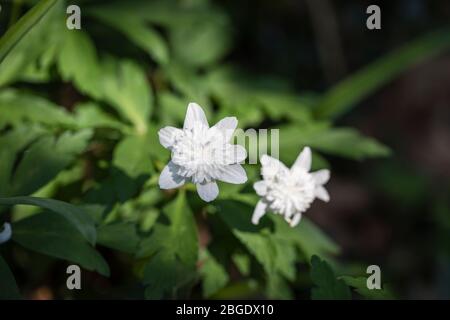 Close-up view of perennial white double anemone flowering in spring in Surrey, south-east England Stock Photo