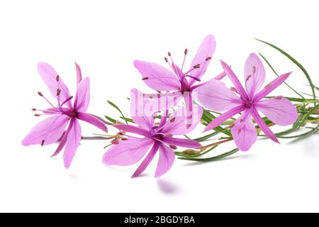 Pink Alpine willowherb flowers isolated on white Stock Photo