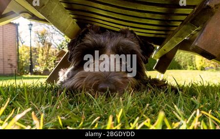 Dolly the Schnauzer: The humans said Lockdown. Is it safe to come out yet. Stock Photo