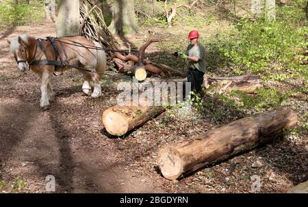 Rostock, Germany. 17th Apr, 2020. Axel Peters works in the Swiss Forest with his Rhine-German cold-blood gelding Hannes (13). The return horse pulls the trunks of trees from the forest that were felled in the course of the road safety obligation of the city forestry office. The use of horses is much less harmful to the forest than the use of heavy machinery. Credit: Bernd Wüstneck/dpa-Zentralbild/dpa/Alamy Live News Stock Photo
